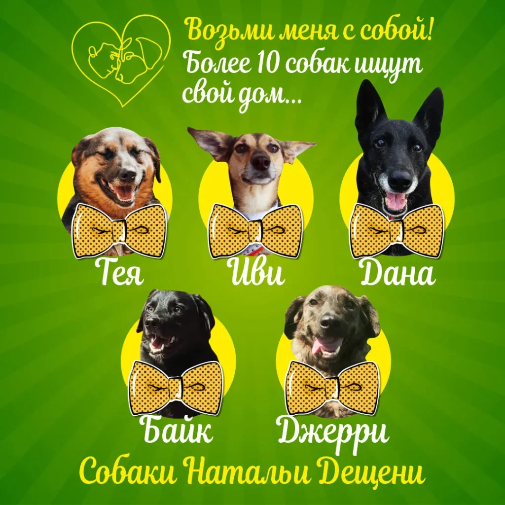 Баннер по рекламе собак