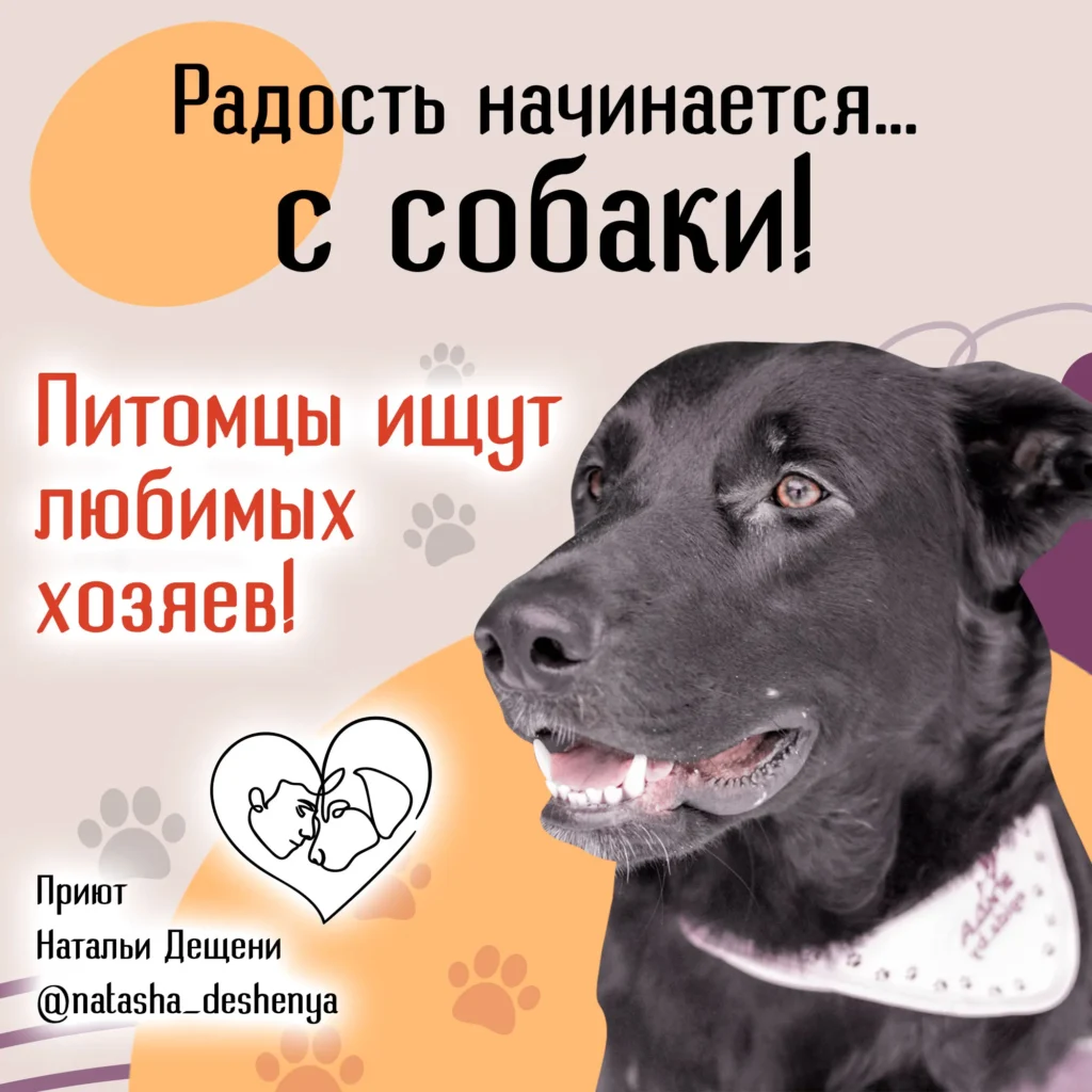 Баннер по рекламе собак